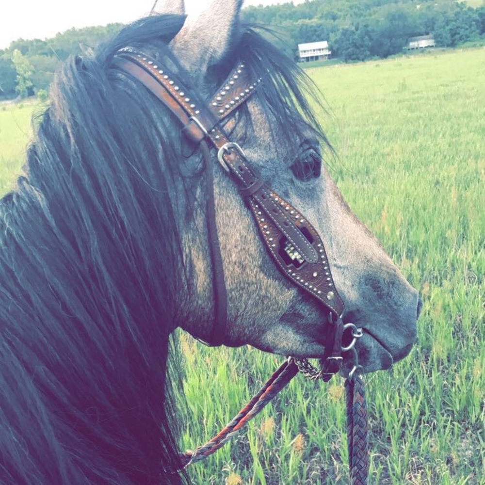 Meet your Posher, Brianne